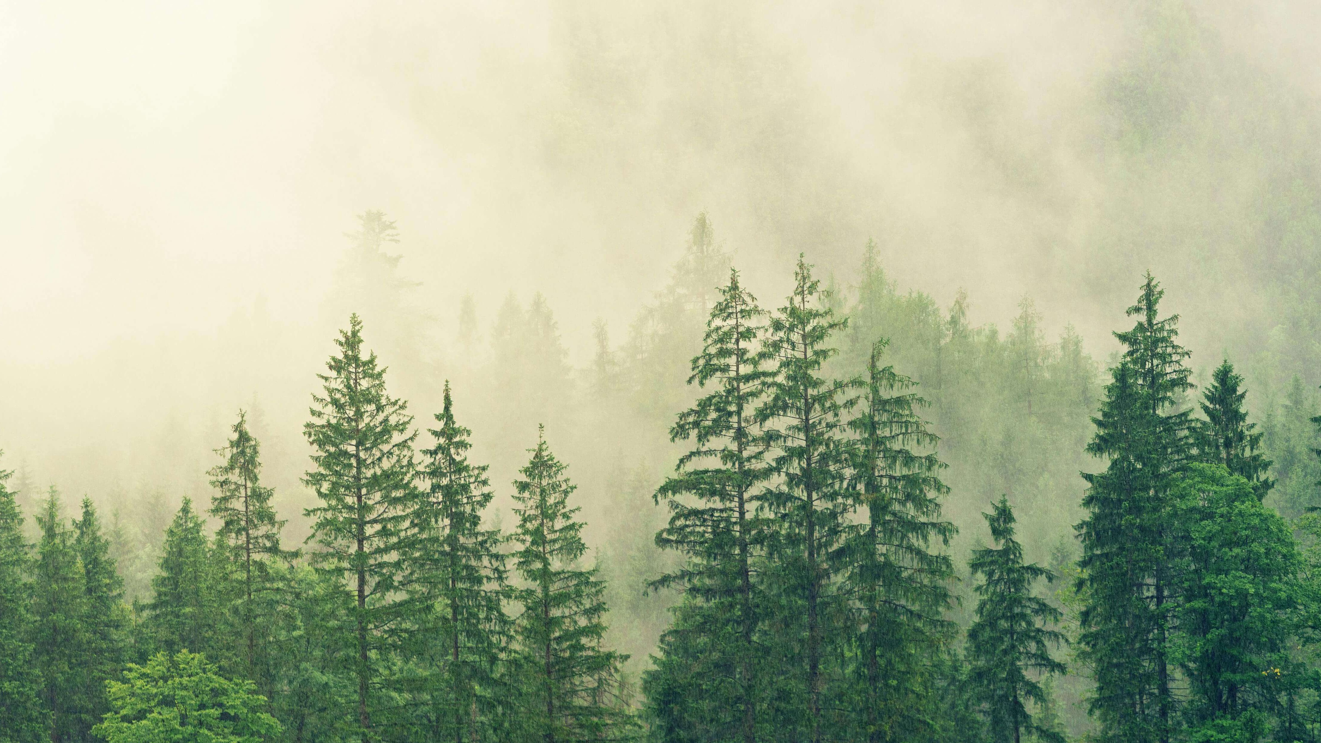 wild forest